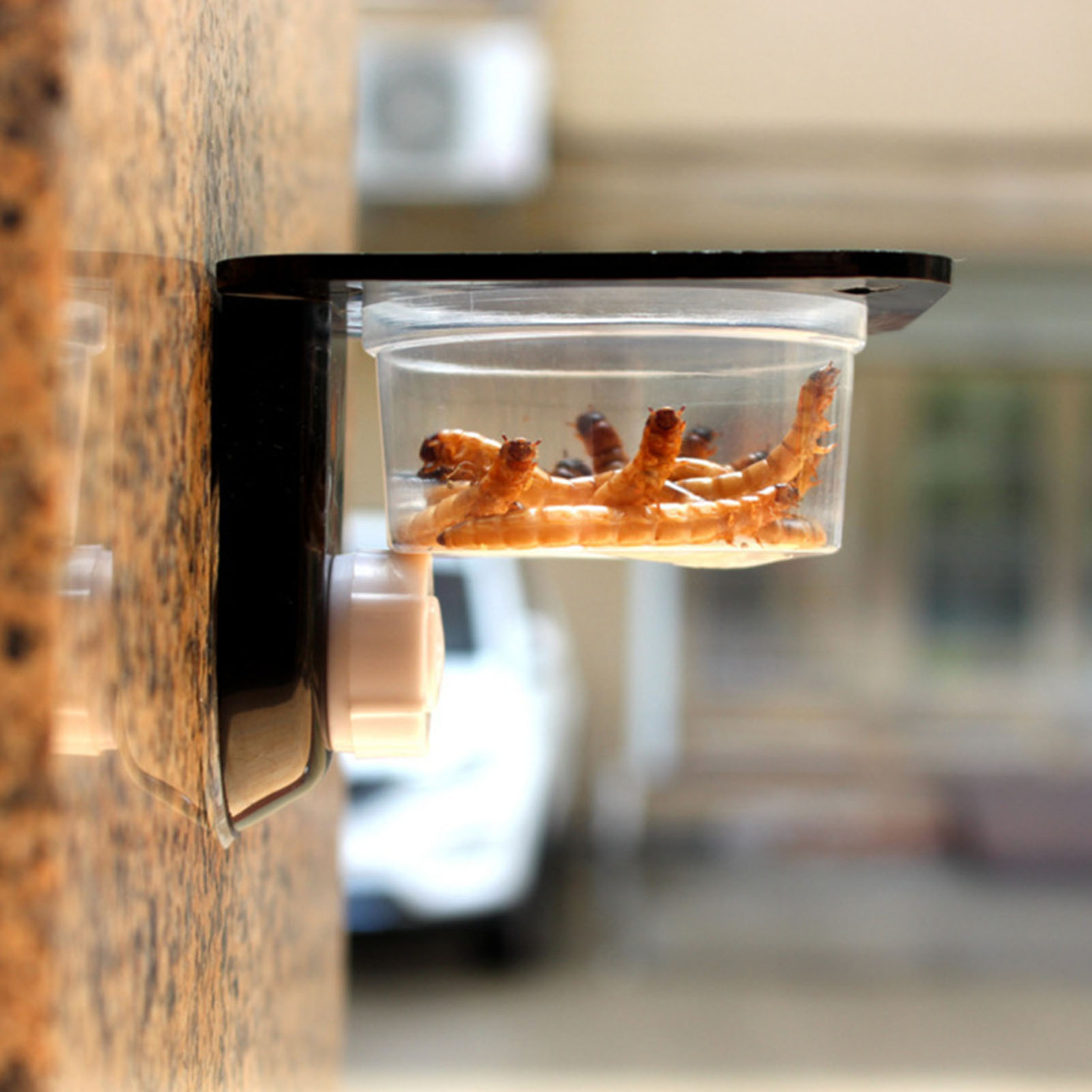 Кастрюля для кормления Gecko,  – обзор и цена Water Dish Reptile